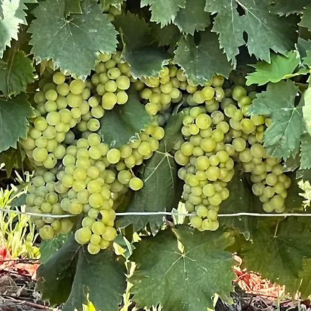 Casa Della Torre - With Panoramic View بيت للعطل